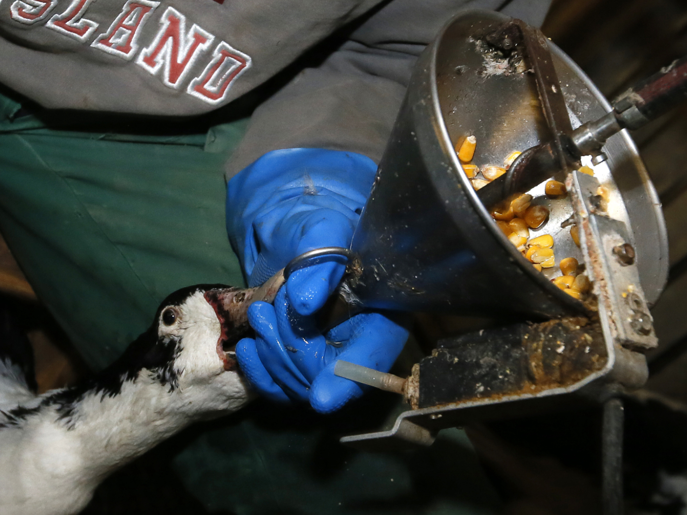 Foie gras must be declared as painful production